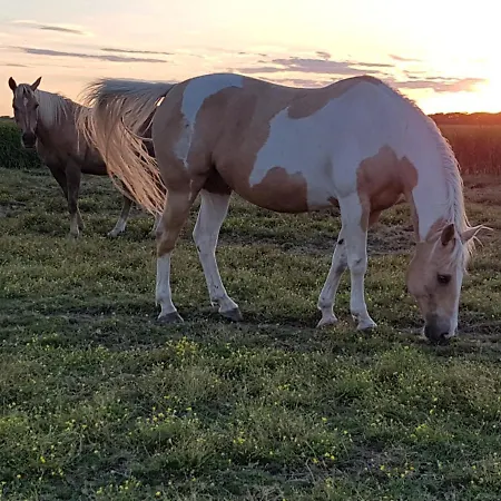 Bauernhof Suedfrersbuell * Neukirchen (Nordfriesland)
